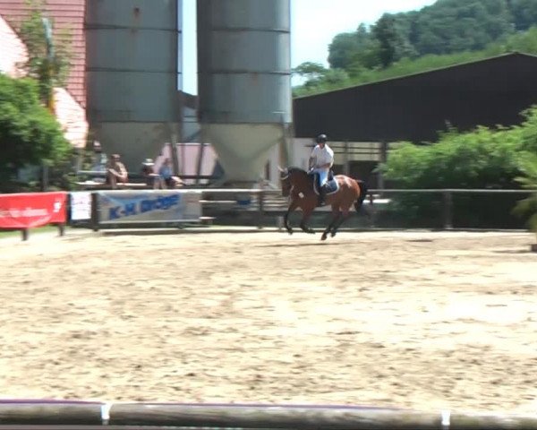 Lippische Reiterspiele 2013 Springen