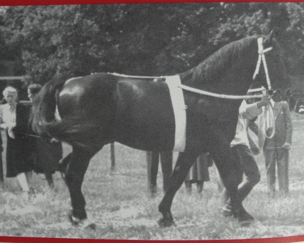 stallion Feldberg Mo 377 (Oldenburg, 1945, from Feldherr 3752)