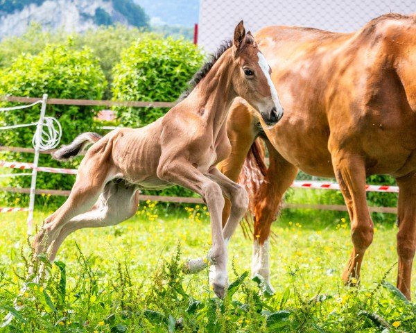 Pferd Quite Revel CH (Schweizer Warmblut, 2024, von Quite Great)