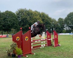 jumper Columbus Cornet Beef (Hanoverian, 2018, from Cornet's Boy RM)