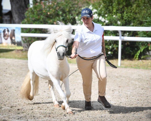 Zuchtstute Minnie (Shetland Pony, 2022, von Barezz From Broken Colour)