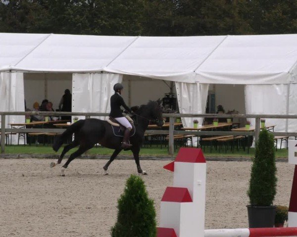 Reitturnier Honsolgen-Buchloe/Schw. 2024