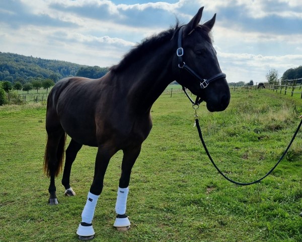 Pferd Bo Lino F. (Westfale, 2021, von Blue Hors Baron)