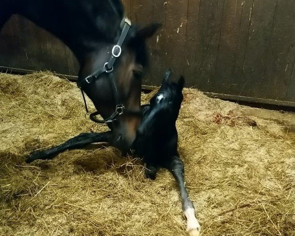 horse Bellinus F. (Westphalian, 2019, from Blue Hors Baron)