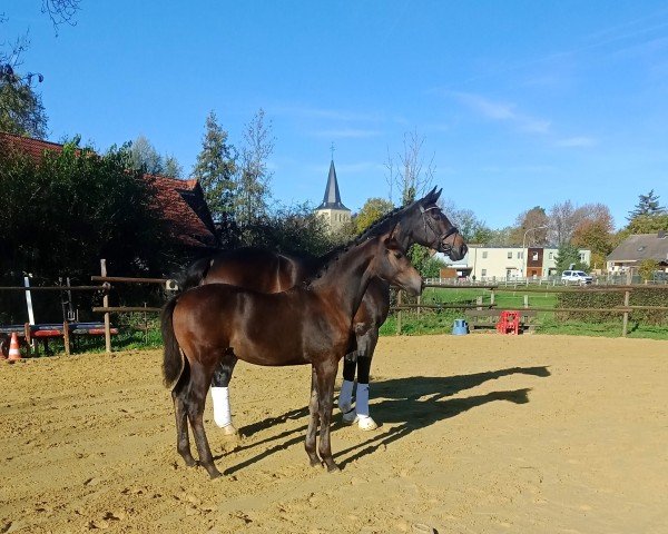 horse Mamiko F. (Westphalian, 2022, from E.H. Millennium)