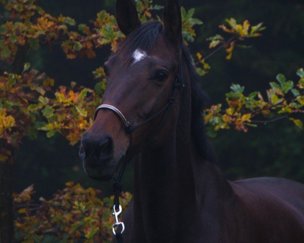 Dressurpferd Quenotte de Laume (Selle Français, 2004, von Oberon du Moulin)