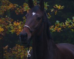 dressage horse Quenotte de Laume (Selle Français, 2004, from Oberon du Moulin)