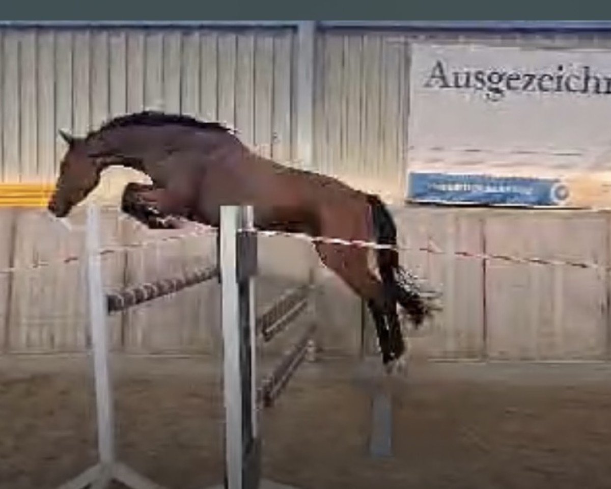 horse Dori (Westphalian, 2021, from Dia Corrado)
