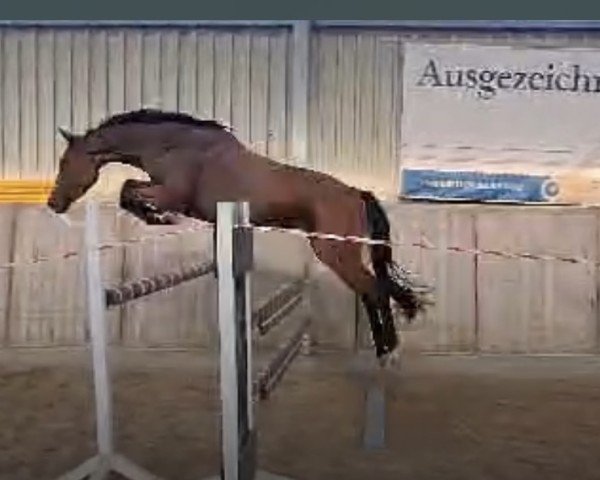 horse Dori (Westphalian, 2021, from Dia Corrado)