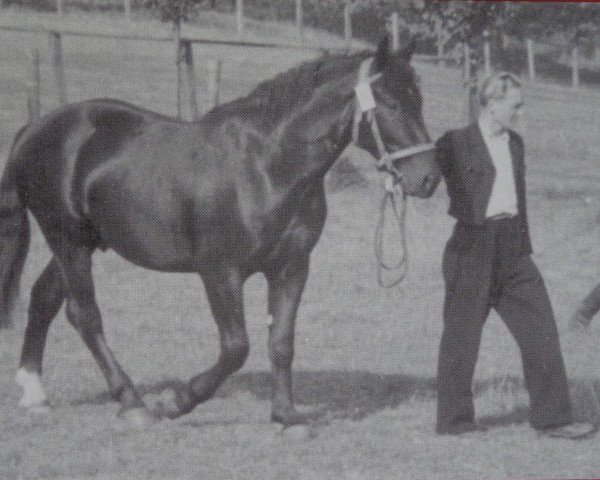 Deckhengst Lordwald Mo430 (Schweres Warmblut, 1947, von Lord I Mo 189 (OF 1678))