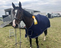 jumper Karma 29 (Oldenburg show jumper, 2015, from Kannan)