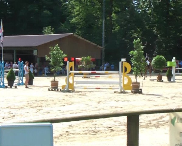 Lippische Reiterspiele 2013 Springen