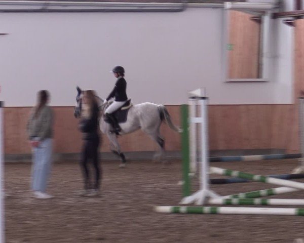 Reitturnier Albersloh 2024