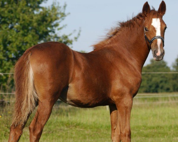 horse Dating Ruby Rose (German Riding Pony, 2024, from Dating's Smiley A)