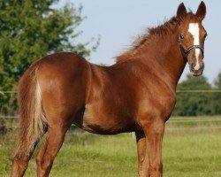 Pferd Dating Ruby Rose (Deutsches Reitpony, 2024, von Dating's Smiley A)