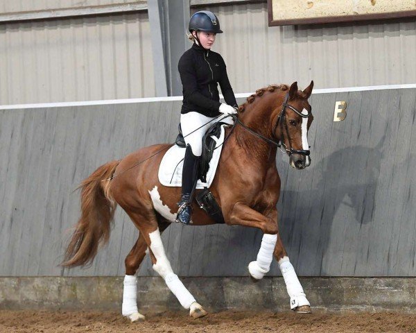 stallion Lunds Bitsch Boy (Danish Reitpony, 2016, from D-Day AT)
