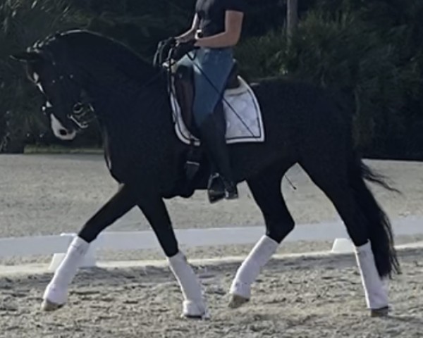 horse Pocahontas 106 (German Sport Horse, 2017, from Fürst Wilhelm)