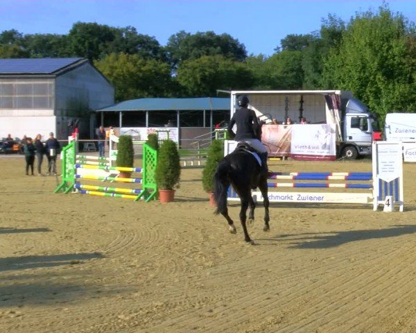 Reitturnier Laer 2024