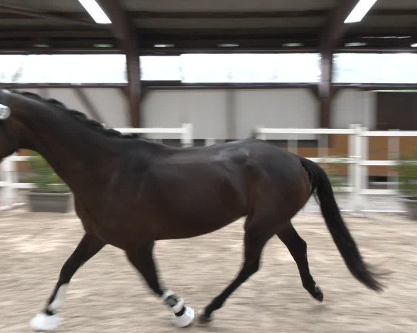 Hannoveraner Stutenleistungsprüfung in Wickrath 2024