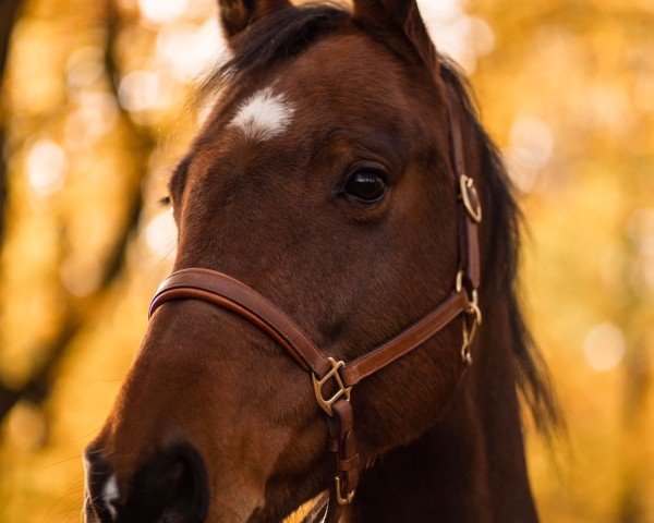 Springpferd Leo (Holsteiner, 2013, von Larius W)