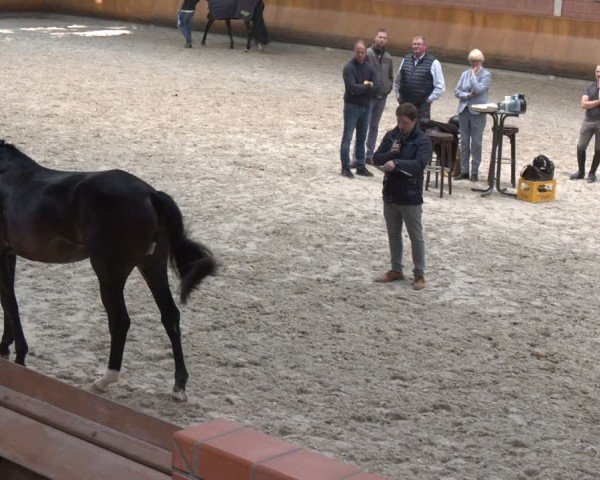 Hannoveraner Stutenleistungsprüfung in Wickrath 2024