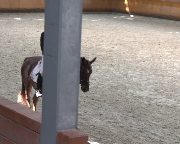 Hannoveraner Stutenleistungsprüfung in Wickrath 2024