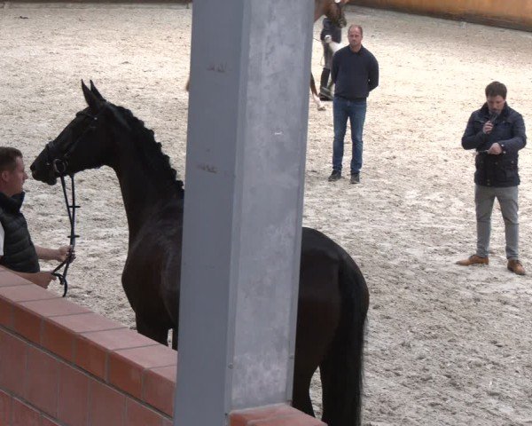 Hannoveraner Stutenleistungsprüfung in Wickrath 2024
