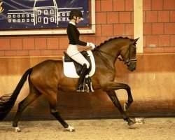 horse Valencia (Hanoverian, 2021, from Vaderland OLD)