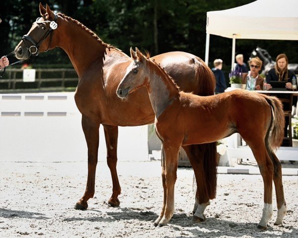 horse Zagento (Oldenburg show jumper, 2024, from Ziroccocorte OLD)