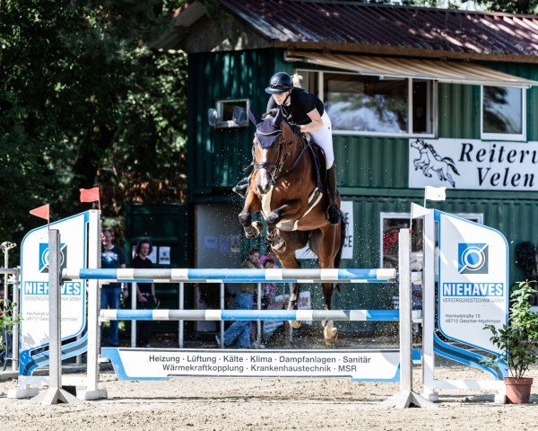 jumper Get Smart 17 (Oldenburg show jumper, 2018, from Glasgow van het Merelsnest)