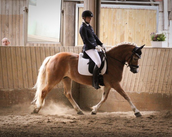 dressage horse Raja 191 (Haflinger, 2015, from Barolo)