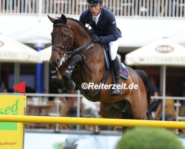 jumper Starissa FRH (Hanoverian, 2013, from Stakkato Gold)