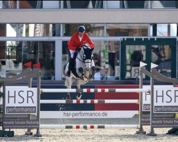 Deckhengst Condoctro 3 (KWPN (Niederländisches Warmblut), 2016, von Cornet Obolensky)