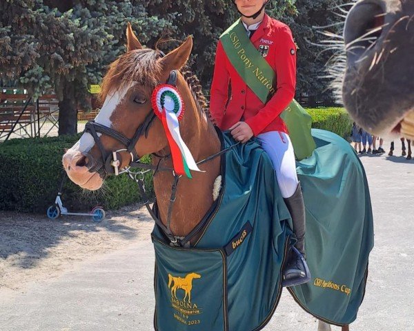 broodmare Cherry-Kiss (German Riding Pony, 2010, from Mentano K)