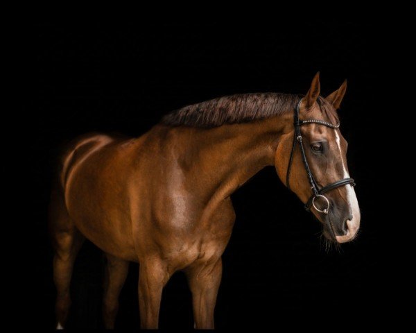 Dressurpferd Barnaby 34 (Oldenburger, 2016, von Borsalino)
