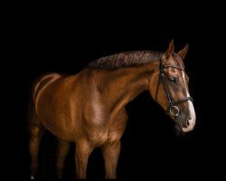 Dressurpferd Barnaby 34 (Oldenburger, 2016, von Borsalino)