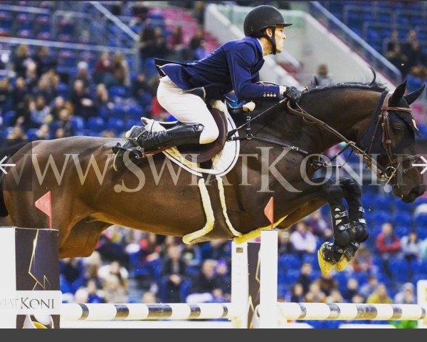 jumper Quantum of Love (Hanoverian, 2009, from Quintender 2)