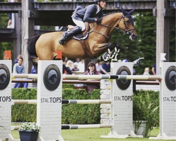 broodmare Zita 100 (Holsteiner, 2007, from Quidam de Revel)