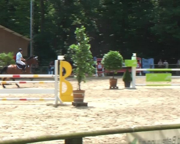 Lippische Reiterspiele 2013 Springen