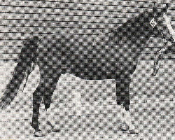 stallion Shihab Magic ox (Arabian purebred, 1971, from Little Star ox)