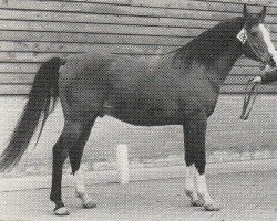 stallion Shihab Magic ox (Arabian purebred, 1971, from Little Star ox)