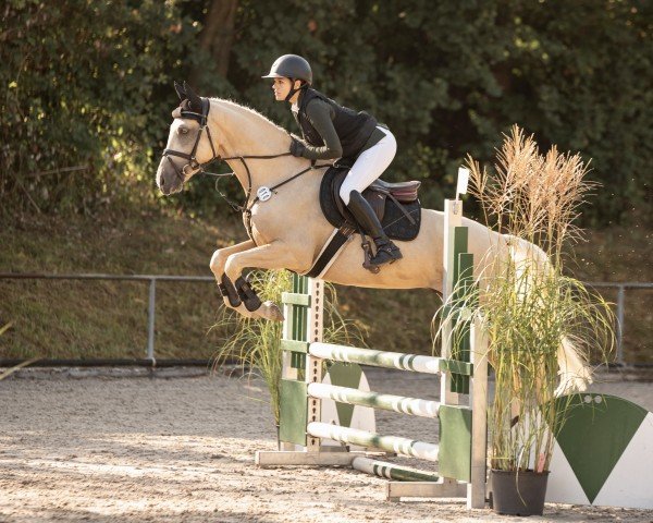 Springpferd Schierensees Clueso (Deutsches Reitpony, 2020, von Schierensees HJK Crazy Dream)