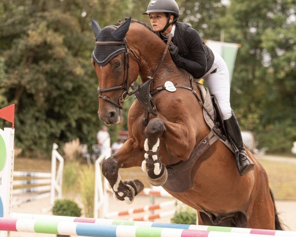 jumper Kalexor J (German Sport Horse, 2019, from Kasanova de La Pomme)