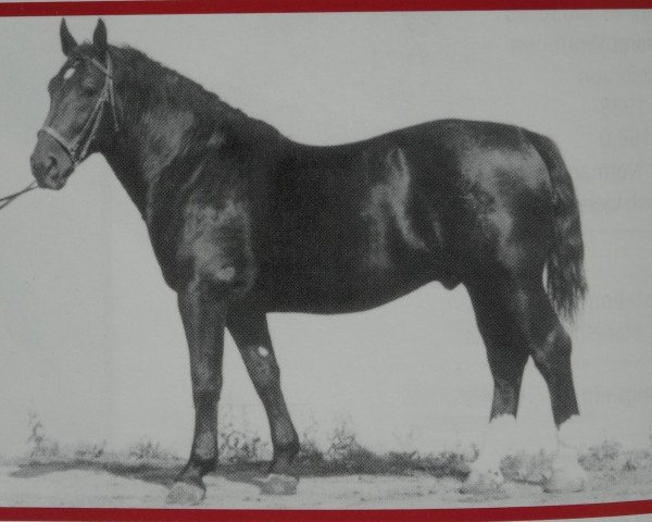 stallion Ebenholz Mo 1089 (Oldenburg, 1953, from Eberhard 4051 ( S-A 348))