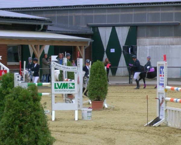Reitturnier Laer 2024
