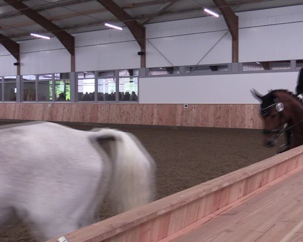 Reitturnier Albersloh 2024