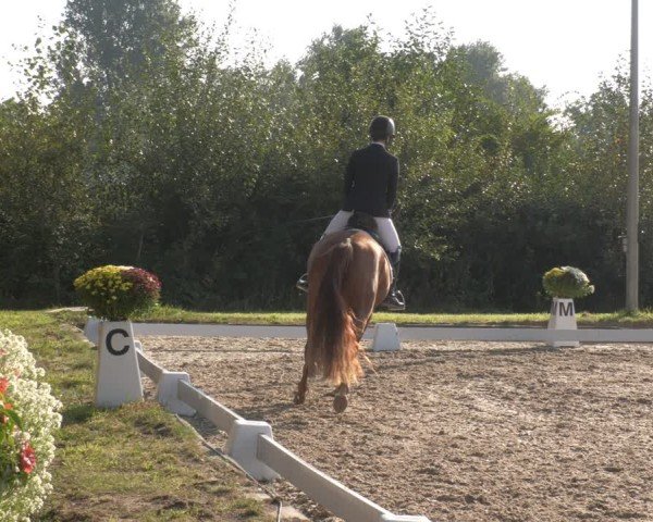 Reitturnier Rodgau-Weiskirchen 2024