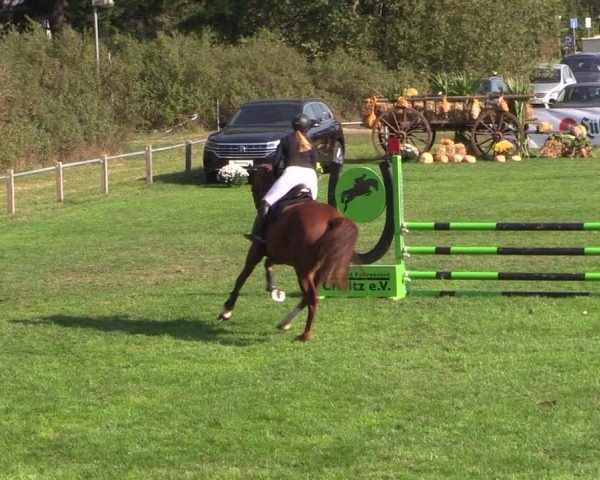 Reitturnier Crivitz 2024