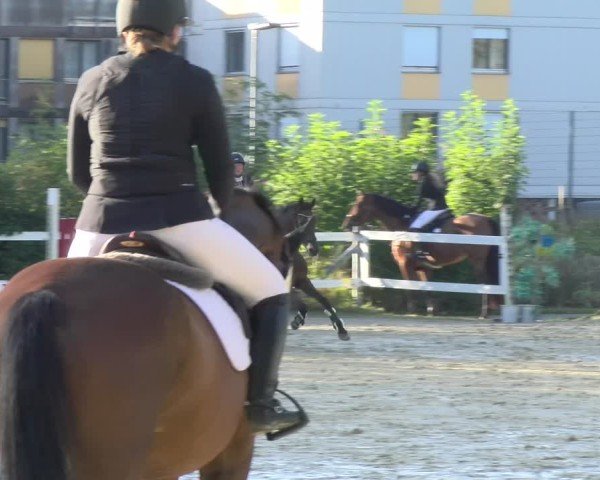 Reitturnier Bregenz 2024