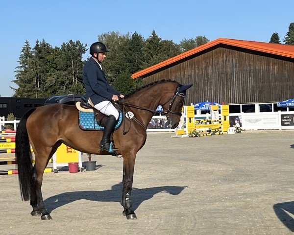 Cavallo da salto Coeur de l'amour 5 (Hannoveriano, 2020, di Chaccato)